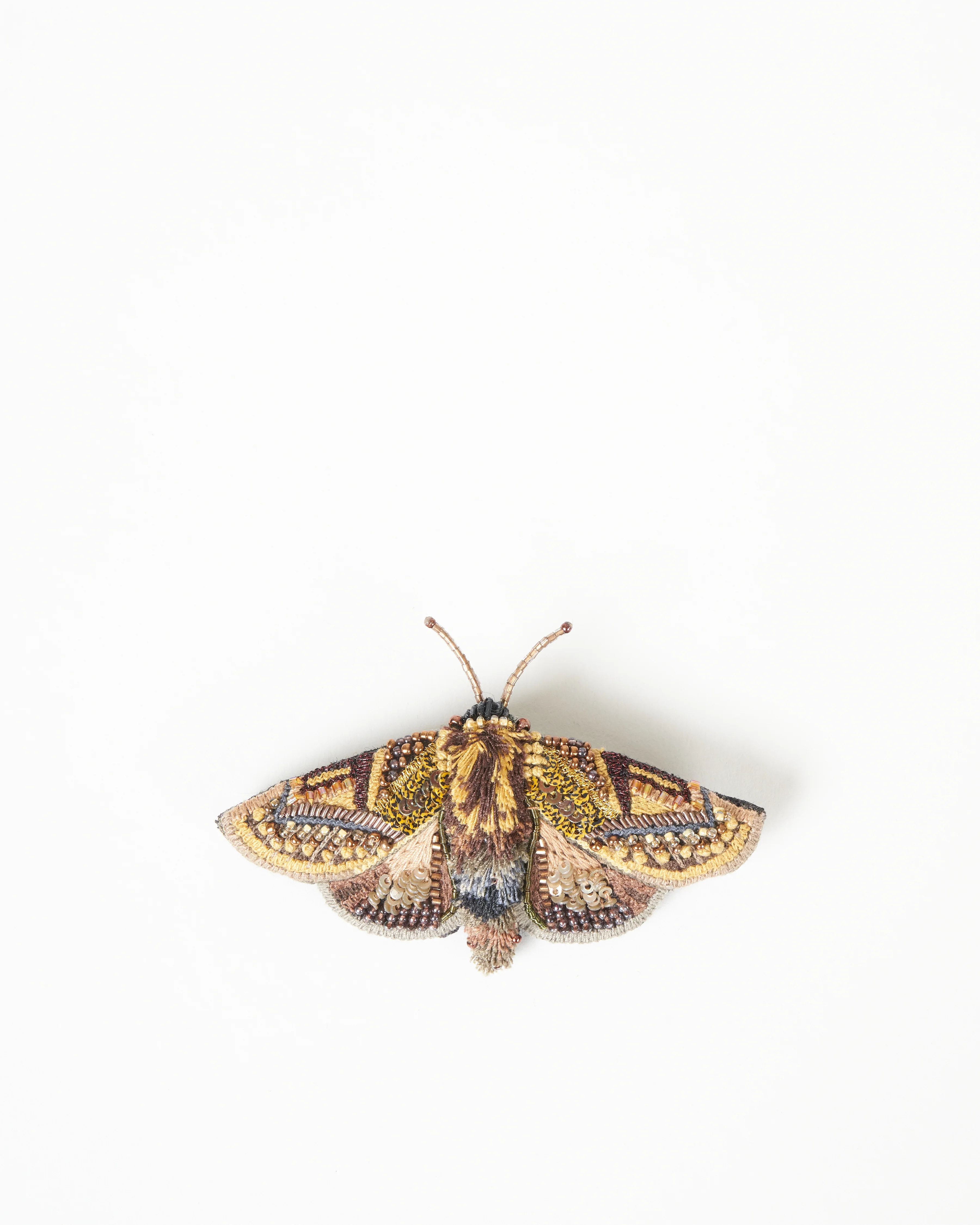 gold moth